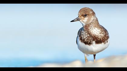 Taşçeviren » Ruddy Turnstone » Arenaria interpres