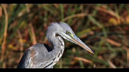 Gri balıkçıl » Grey Heron » Ardea cinerea