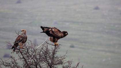 Akkuyruklu kartal