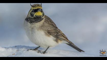 Kulaklı toygar » Horned Lark » Eremophila alpestris