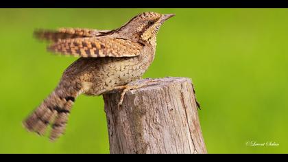 Boyunçeviren » Eurasian Wryneck » Jynx torquilla