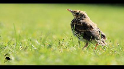 Öter ardıç » Song Thrush » Turdus philomelos