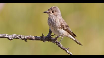 Benekli sinekkapan » Spotted Flycatcher » Muscicapa striata