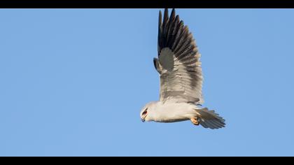 Ak çaylak » Black-winged Kite » Elanus caeruleus