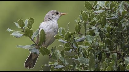 Zeytin mukallidi