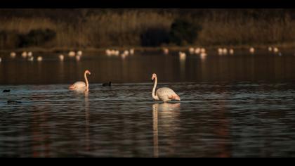 Flamingo