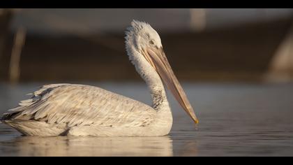 Tepeli pelikan » Dalmatian Pelican » Pelecanus crispus