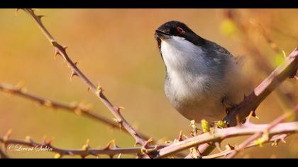 Maskeli ötleğen » Sardinian Warbler » Sylvia melanocephala