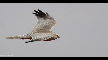 Bozkır delicesi » Pallid Harrier » Circus macrourus