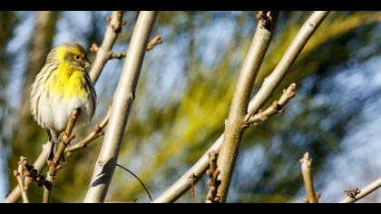 Küçük iskete » European Serin » Serinus serinus