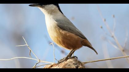 Büyük kaya sıvacısı » Eastern Rock Nuthatch » Sitta tephronota