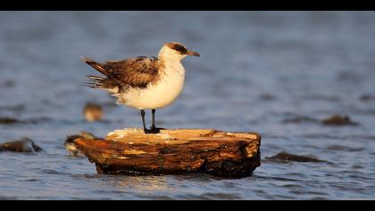 Korsanmartı » Parasitic Jaeger » Stercorarius parasiticus