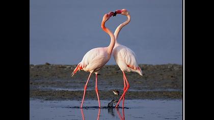 Flamingo