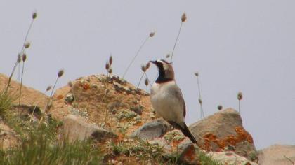 Kulaklı toygar