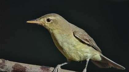 Zeytin mukallidi