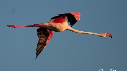 Flamingo