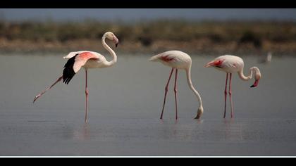 Flamingo