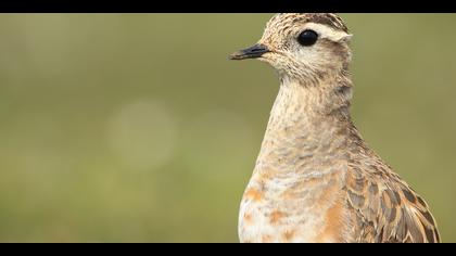 Dağ cılıbıtı » Eurasian Dotterel » Charadrius morinellus