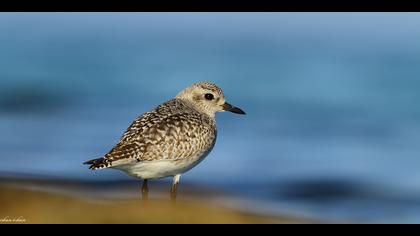 Gümüş yağmurcun » Grey Plover » Pluvialis squatarola