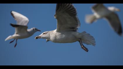 Büyük karasırtlı martı » Great Black-backed Gull » Larus marinus