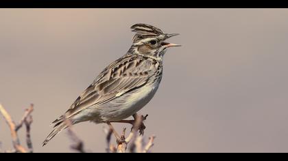 Orman toygarı » Woodlark » Lullula arborea