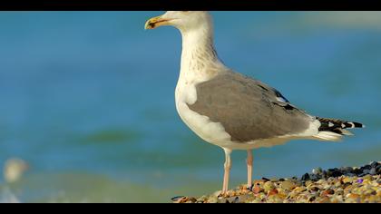 Büyük karasırtlı martı » Great Black-backed Gull » Larus marinus