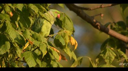 Yeşil papağan » Rose-ringed Parakeet » Psittacula krameri