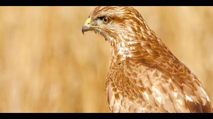 Şahin » Common Buzzard » Buteo buteo