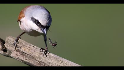 Kızılsırtlı örümcekkuşu » Red-backed Shrike » Lanius collurio