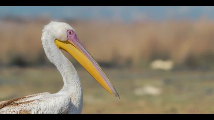 Ak pelikan » Great White Pelican » Pelecanus onocrotalus