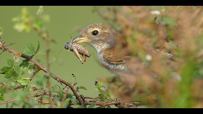 Kızılsırtlı örümcekkuşu » Red-backed Shrike » Lanius collurio