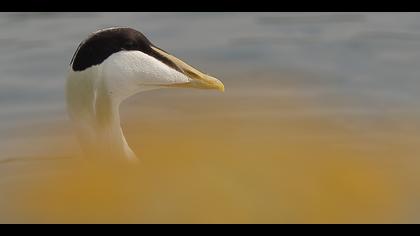 Pufla » Common Eider » Somateria mollissima