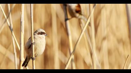 Çulhakuşu » Eurasian Penduline Tit » Remiz pendulinus