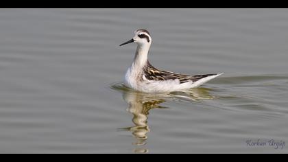 Denizdüdükçünü » Red-necked Phalarope » Phalaropus lobatus