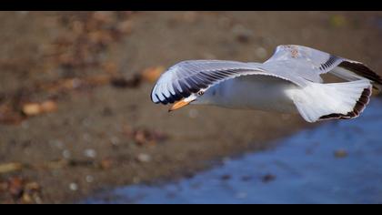 İncegagalı martı » Slender-billed Gull » Chroicocephalus genei