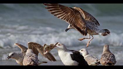 Gümüş martı » Yellow-legged Gull » Larus michahellis