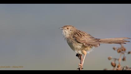 Dikkuyruklu ötleğen » Delicate prinia » Prinia lepida