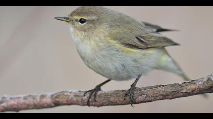 Çıvgın » Common Chiffchaff » Phylloscopus collybita