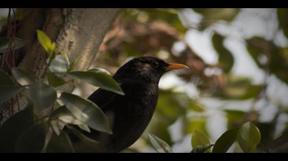 Karatavuk » Common Blackbird » Turdus merula