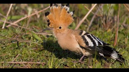 İbibik » Eurasian Hoopoe » Upupa epops