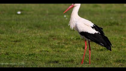 Leylek » White Stork » Ciconia ciconia