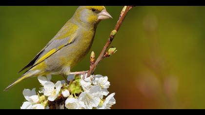 Florya » European Greenfinch » Chloris chloris