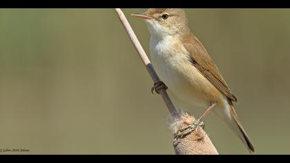 Saz kamışçını » Eurasian Reed Warbler » Acrocephalus scirpaceus