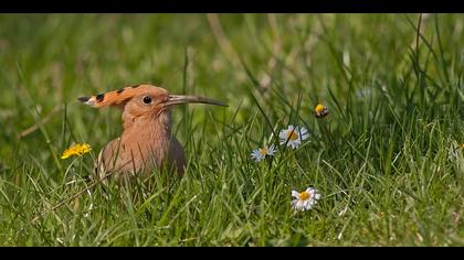 İbibik » Eurasian Hoopoe » Upupa epops