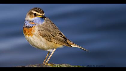 Mavigerdan » Bluethroat » Luscinia svecica