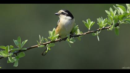 Maskeli örümcekkuşu » Masked Shrike » Lanius nubicus