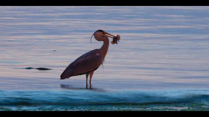 Gri balıkçıl » Grey Heron » Ardea cinerea