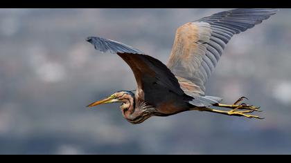 Erguvani balıkçıl » Purple Heron » Ardea purpurea