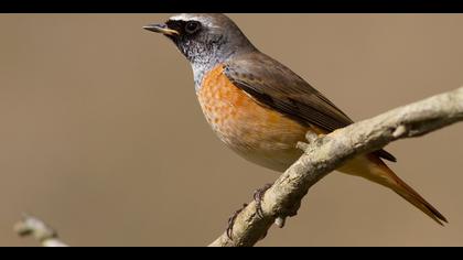 Kızılkuyruk » Common Redstart » Phoenicurus phoenicurus