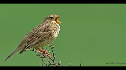 Tarla kirazkuşu » Corn Bunting » Emberiza calandra